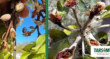 TARSİM'den Üreticilere Çağrı: Tarım Sigortanızı İhmal Etmeyin!